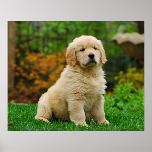 Affiche Chien (Devant)