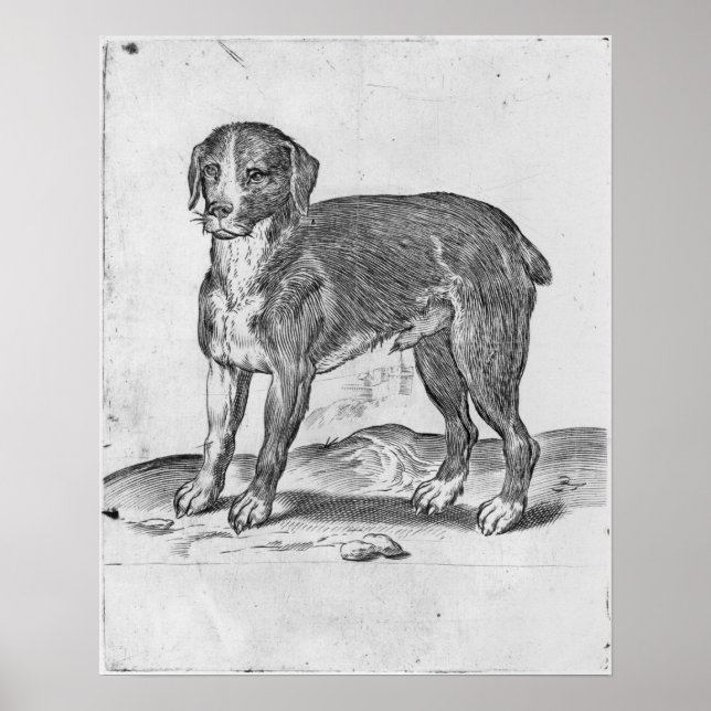 Affiche Chien (Devant)