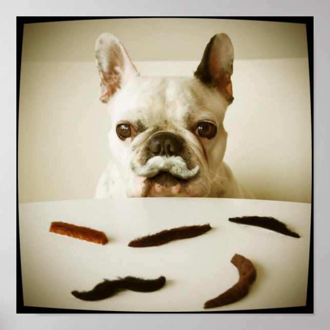 Affiche Chien À Balle Français Avec Moustache (Devant)