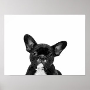 Affiche Chien adorable Black French Bulldog Face