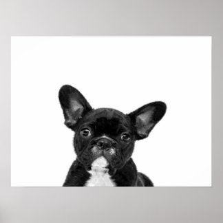 Affiche Chien adorable | Black French Bulldog Face