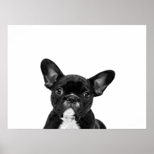 Affiche Chien adorable | Black French Bulldog Face (Devant)