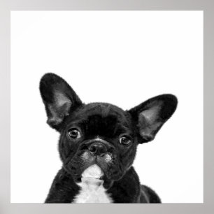 Affiche Chien adorable   Black French Bulldog Face