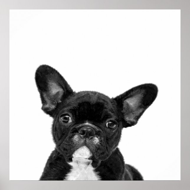 Affiche Chien adorable | Black French Bulldog Face (Devant)