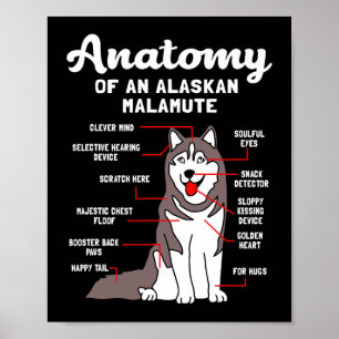 Affiche Chien Alaskan Malamute anatomie drôle Malamute