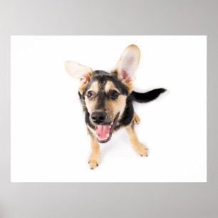 Affiche Chien amusant chiot