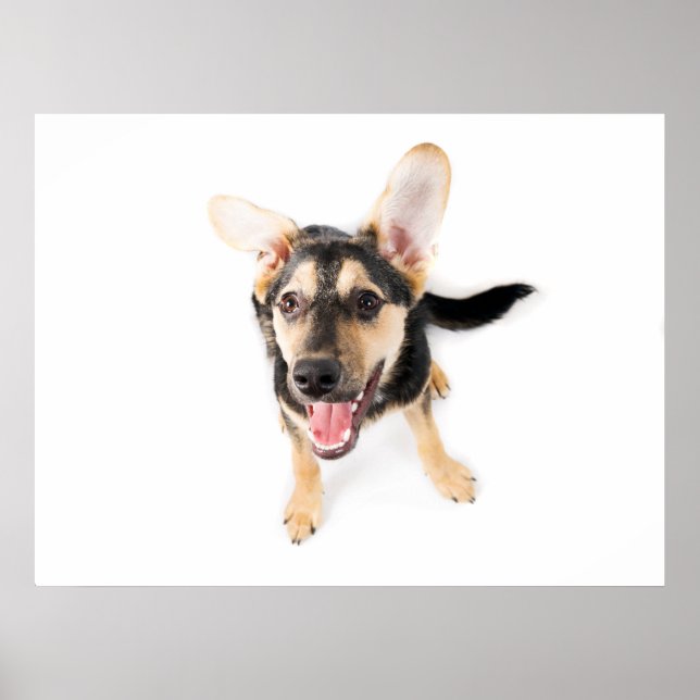 Affiche Chien amusant chiot (Devant)