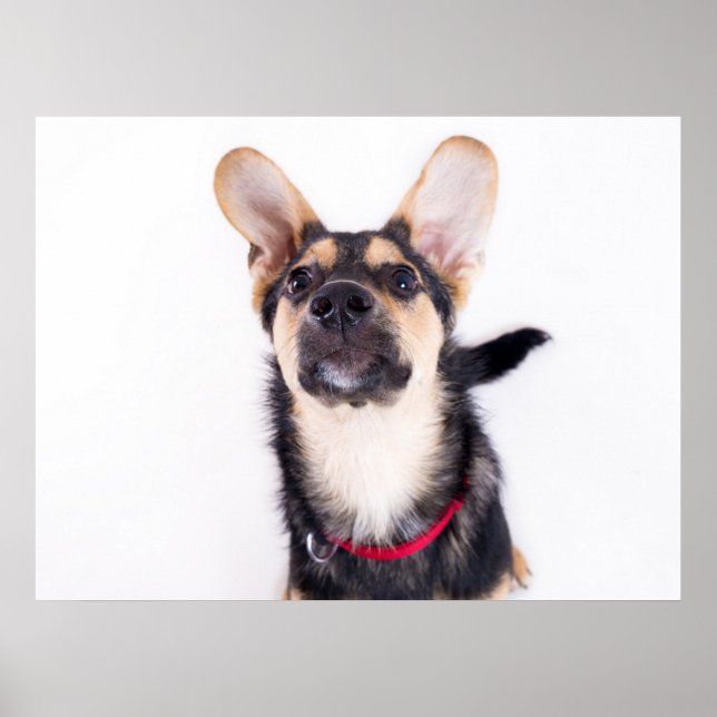 Affiche Chien amusant chiot (Devant)
