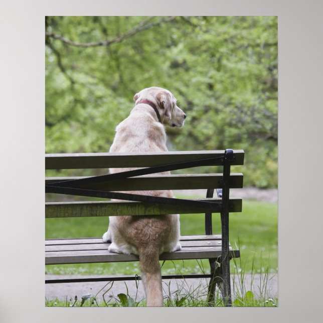 Affiche Chien assis sur le banc du parc (Devant)