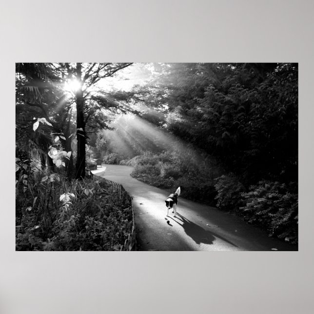 Affiche Chien au soleil du matin (Devant)