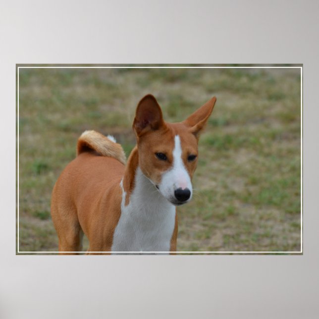 Affiche Chien basenji Extraordinaire (Devant)