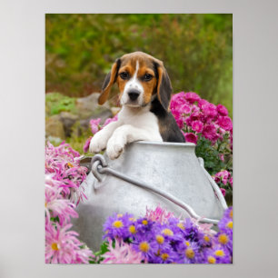 Affiche Chien Beagle mignon chiot dans une église de lait,