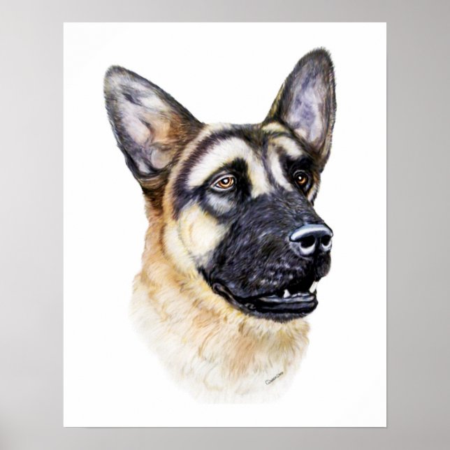 Affiche Chien berger allemand (Devant)