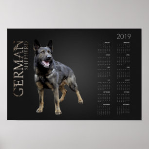 Affiche Chien berger allemand - Calendrier GSD 2019