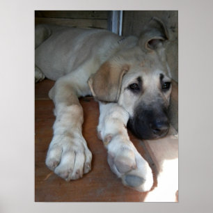 Affiche Chien berger anatolien