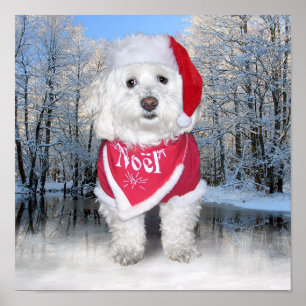 Affiche Chien Bichon Frise de Noël