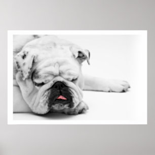 Affiche Chien blanc dormant