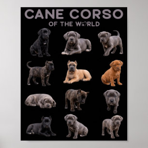 Affiche Chien Cane Corso du Monde Race Mastiff Italien