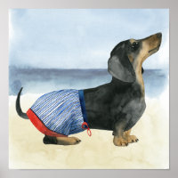 Chien chaud | Chiot Dans Les Troncs De Baignade