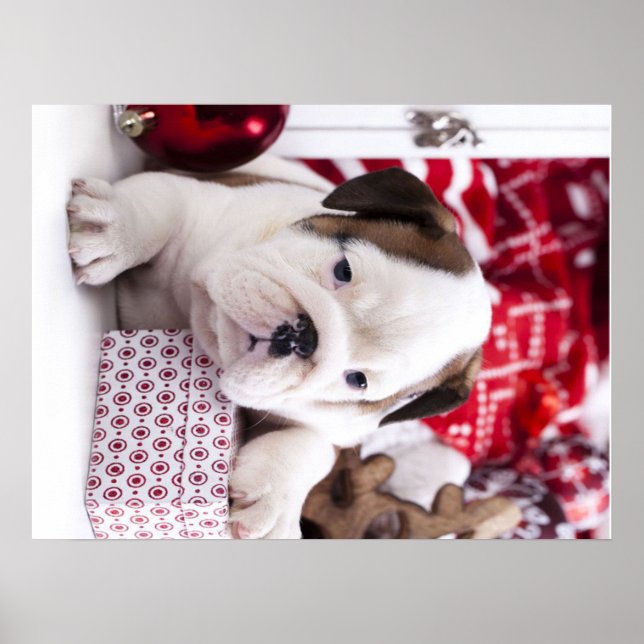 Affiche Chien-chien anglais mignon | Noël drôle (Devant)