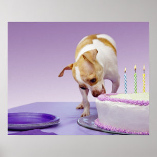 Affiche Chien (chihuahua) mangeant un gâteau d'anniversair