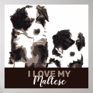 Affiche Chien chiot maltais noir et blanc
