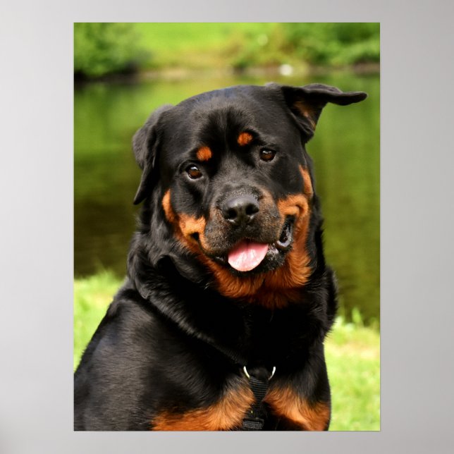 Affiche Chien chiot noir et tan Rottweiler (Devant)