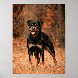 Affiche Chien chiot Rottweiler