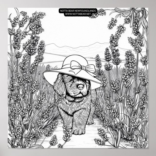 Affiche Chien chiot Terre-Neuve dans un champ de fleurs de (Devant)
