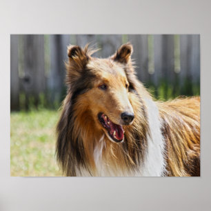 Affiche Chien Collie tricolore à poil dur