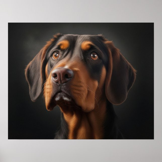 Affiche Chien Coonhound (Devant)