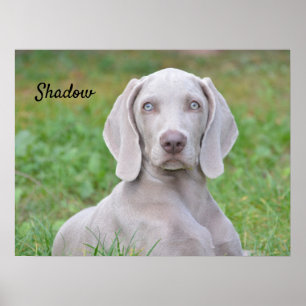 Affiche Chien coquelicot Weimaraner personnalisé