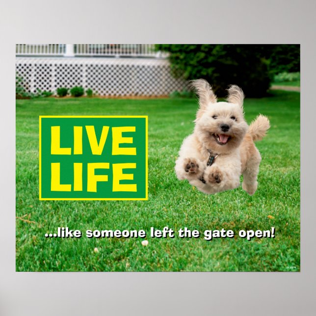 Affiche Chien Courant Dans Le Jardin (Devant)