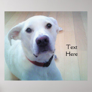 Affiche Chien croisé Labrador Retriever blanc avec un visa