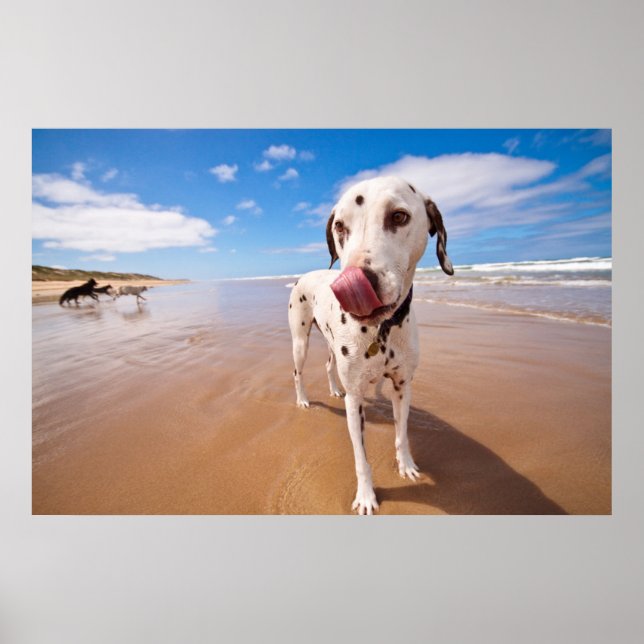 Affiche Chien Dalmatien Sur La Plage (Devant)