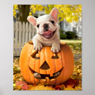 Affiche Chien dans Jack-o-Lantern