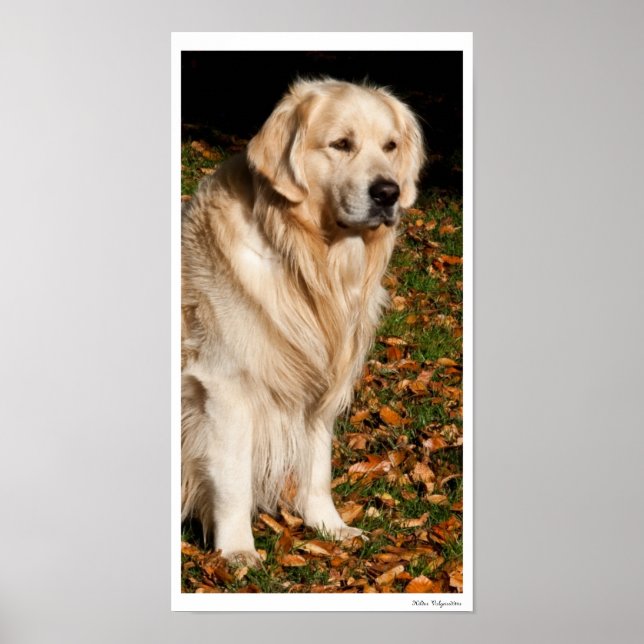 Affiche Chien d'automne (Devant)