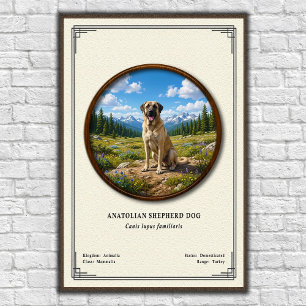 Affiche Chien de berger d'Anatolie Série de zoologie