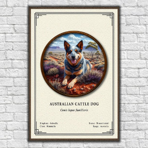 Affiche Chien de Bétail Australien Série de Zoologie