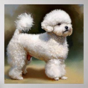 Affiche Chien de Bichon Frise