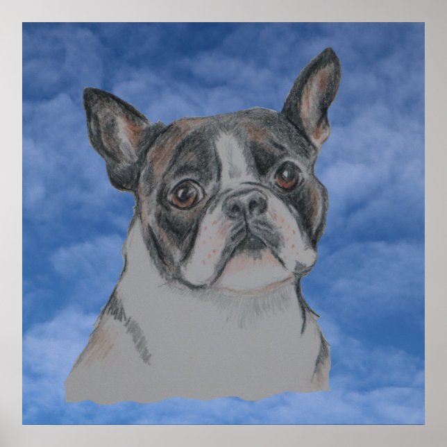 Affiche Chien de Boston Terrier (Devant)