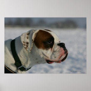 Affiche Chien de boxe dans la neige