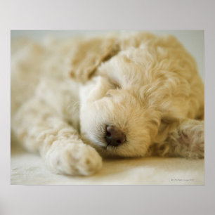 Affiche Chien de caniche couché 2