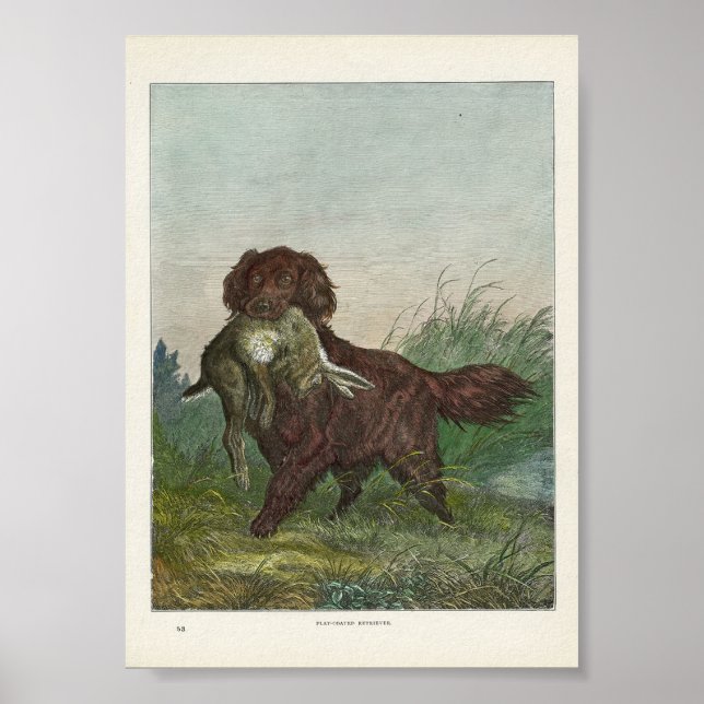Affiche Chien de chasse du récupérateur (Devant)
