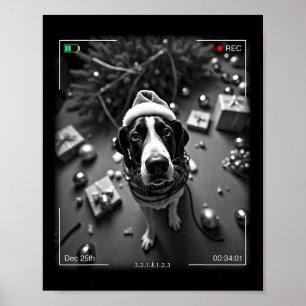 Affiche Chien de chasse Walker coonhound filmé en train de