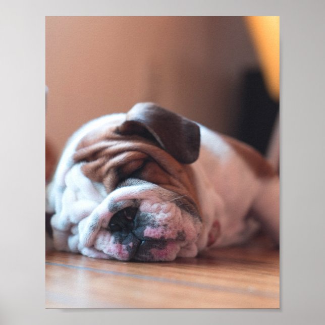 Affiche Chien de garde et Chien blanc (Devant)