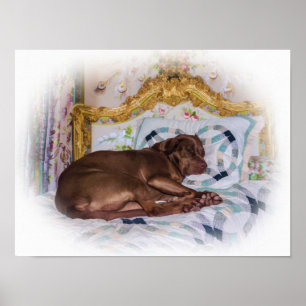 Affiche Chien de labrador retriever, dormant