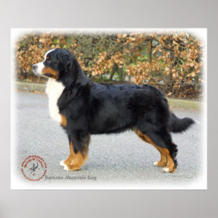 Affiche Chien de montagne de Bernese 9T066D-221