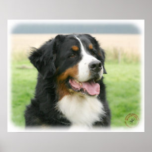 Affiche Chien de montagne de Bernese 9Y066D-046