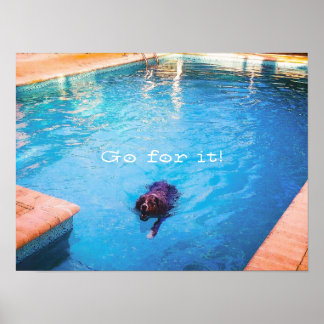 Affiche Chien de natation